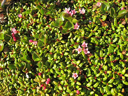 Snowbed willow: Loiseleuria procumbens in early flowering stage and leaves of Salix herbacea near Upernavik , Greenland .
