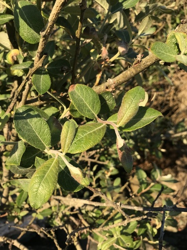 Dune willow (Salix hookeriana)