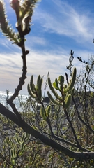 Dune willow (Salix hookeriana)