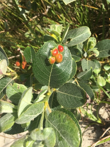 Dune willow (Salix hookeriana)