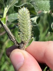 Dune willow (Salix hookeriana)