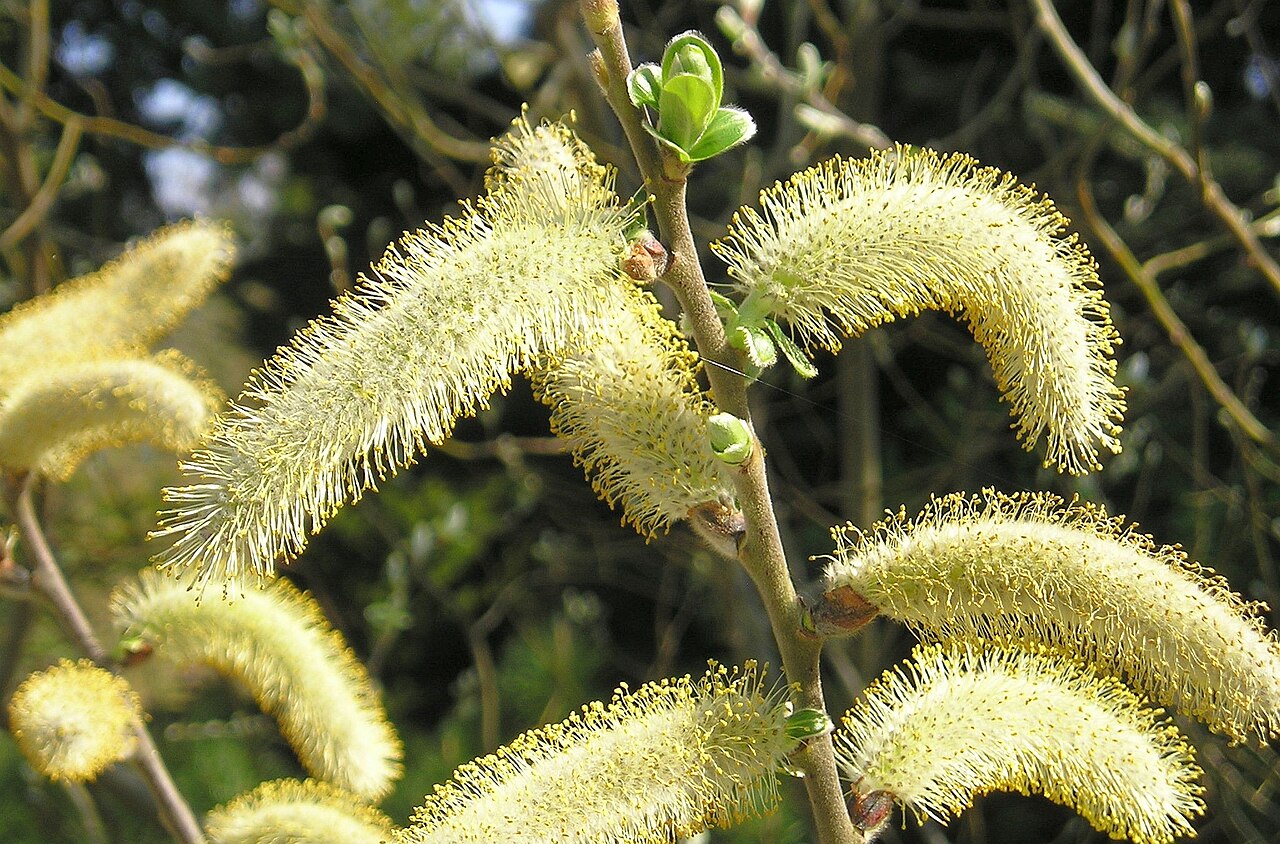 Dune willow: Weide (Salix hookeriana) Botanischer Garten TU Dresden, April 2009 Creative Commons Licence BY 2.0 Quellenangabe / Credit: Photo by Maja Dumat - flickr.com