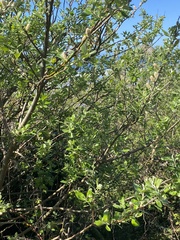 Dune willow (Salix hookeriana)