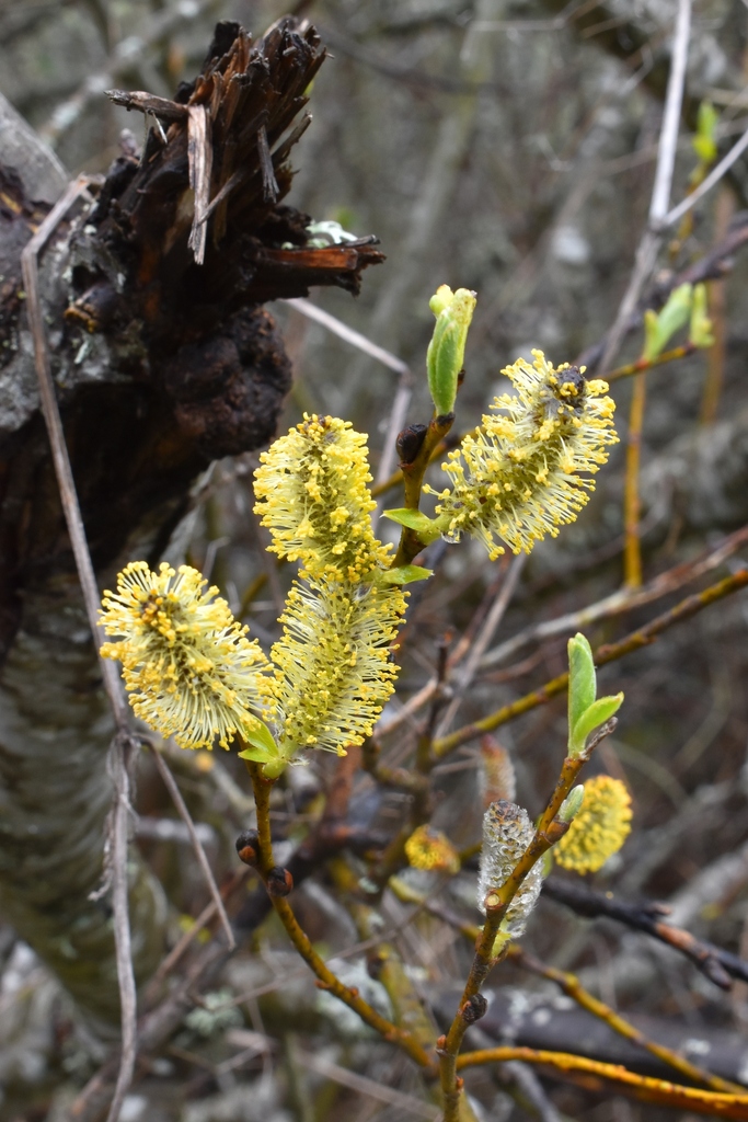 Dune willow (Salix hookeriana)