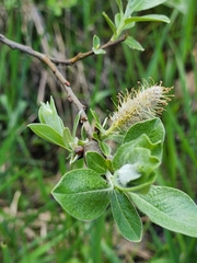 Dune willow (Salix hookeriana)