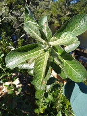 Dune willow (Salix hookeriana)