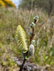 Dune willow (Salix hookeriana)