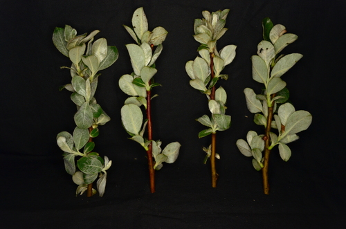 Dune willow (Salix hookeriana)