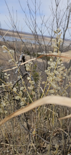 Prairie willow (Salix humilis)