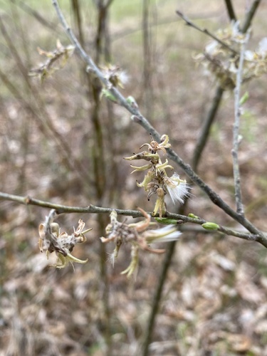 Prairie willow (Salix humilis)