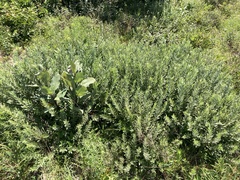 Prairie willow (Salix humilis)