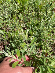 Prairie willow (Salix humilis)