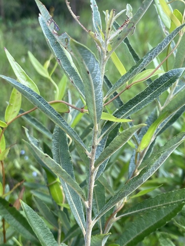 Prairie willow (Salix humilis)
