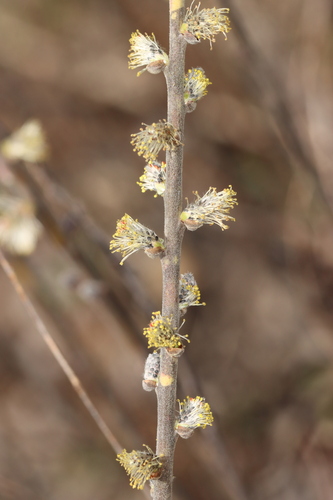 Prairie willow (Salix humilis)