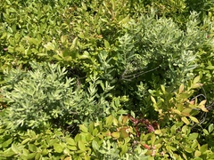 Prairie willow (Salix humilis)