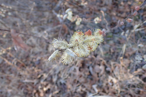 Prairie willow (Salix humilis)