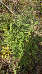 Prairie willow (Salix humilis)
