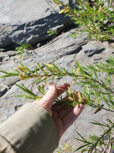 Sandbar willow (Salix interior)