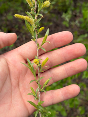 Sandbar willow (Salix interior)