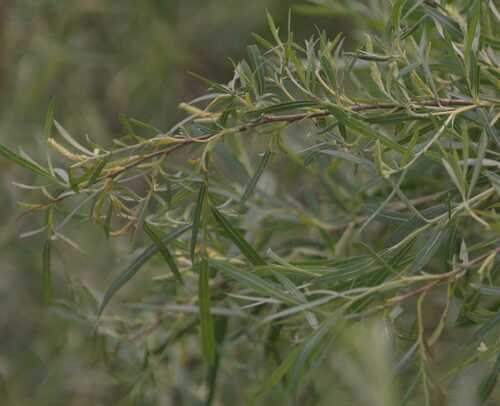 Sandbar willow (Salix interior)