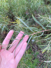 Sandbar willow (Salix interior)