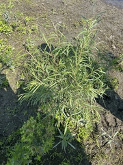 Sandbar willow (Salix interior)
