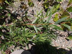 Sandbar willow (Salix interior)
