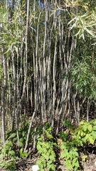 Sandbar willow (Salix interior)
