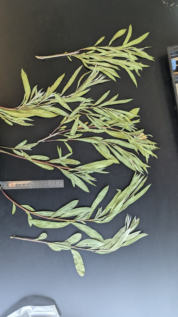 Sandbar willow (Salix interior)