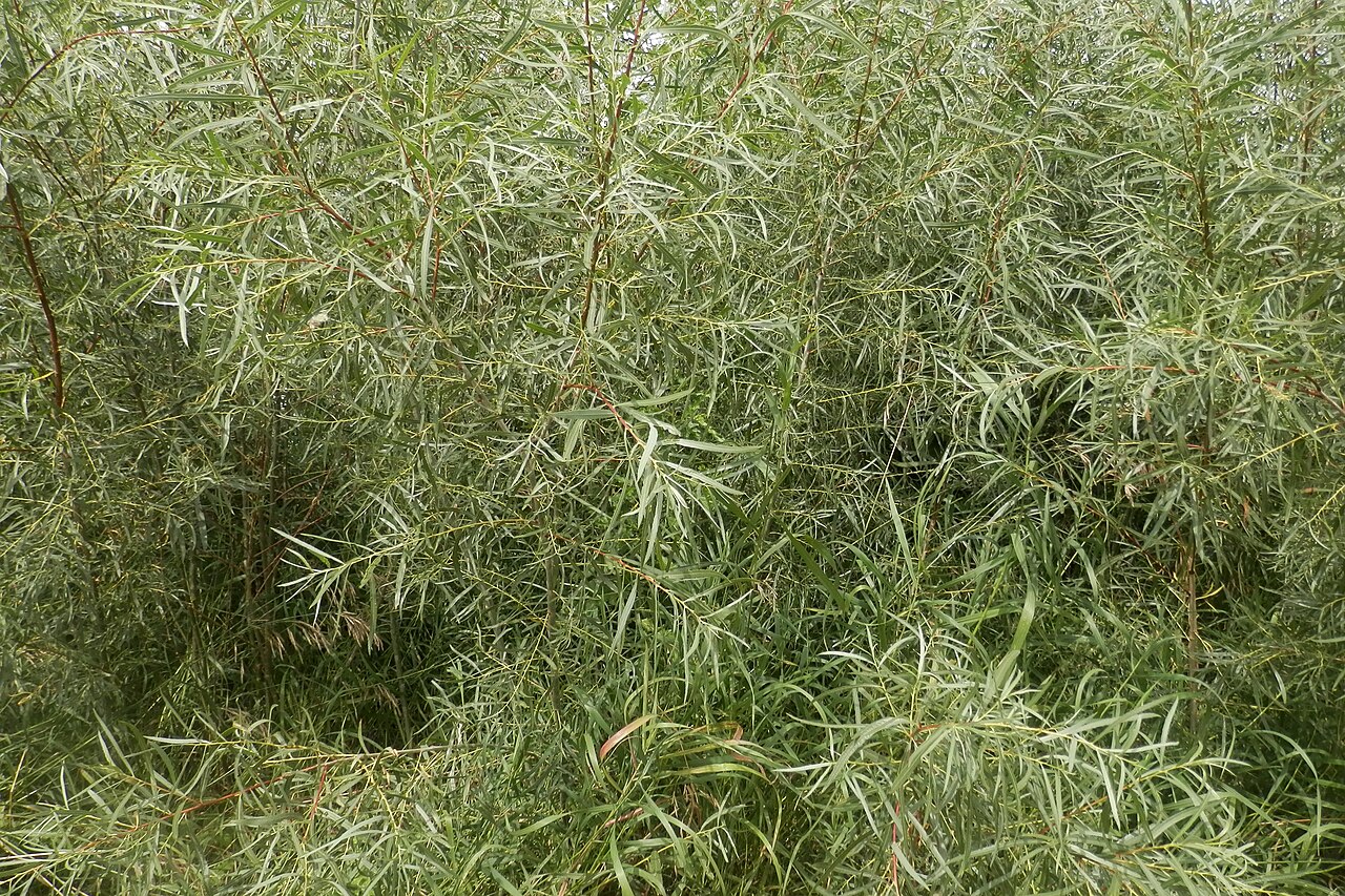 Sandbar willow: Interior Sandbar Willow ( Salix interior ) in Saskatoon, Saskatchewan, Canada.