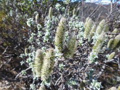 Woolly willow (Salix lanata)
