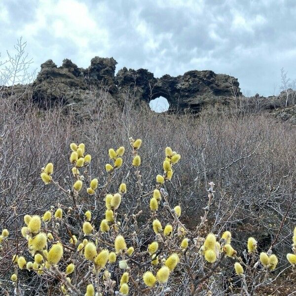 Woolly willow (Salix lanata)