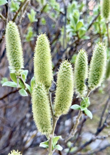 Woolly willow (Salix lanata)