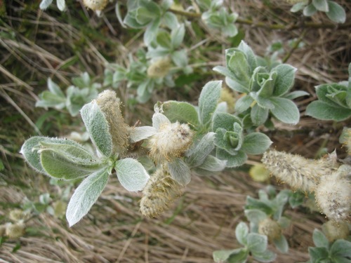 Woolly willow (Salix lanata)
