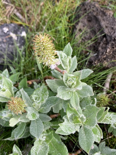 Woolly willow (Salix lanata)