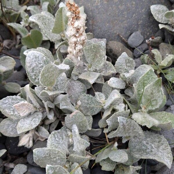 Woolly willow (Salix lanata)