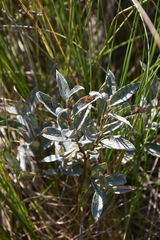Downy willow (Salix lapponum)
