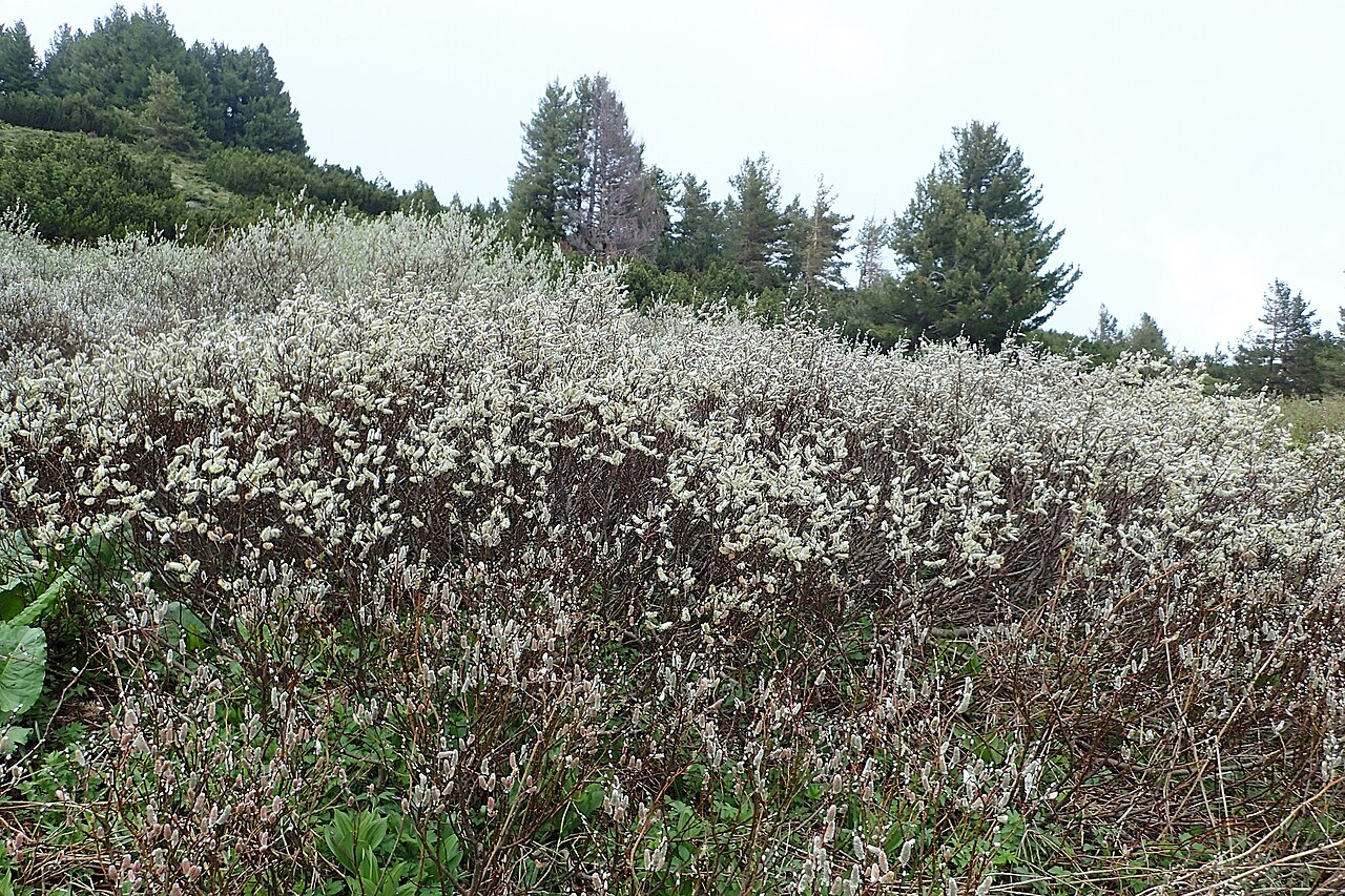 Downy willow: Salix lapponum on Vitosha Mt., Bulgaria