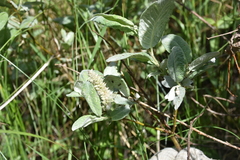 Downy willow (Salix lapponum)