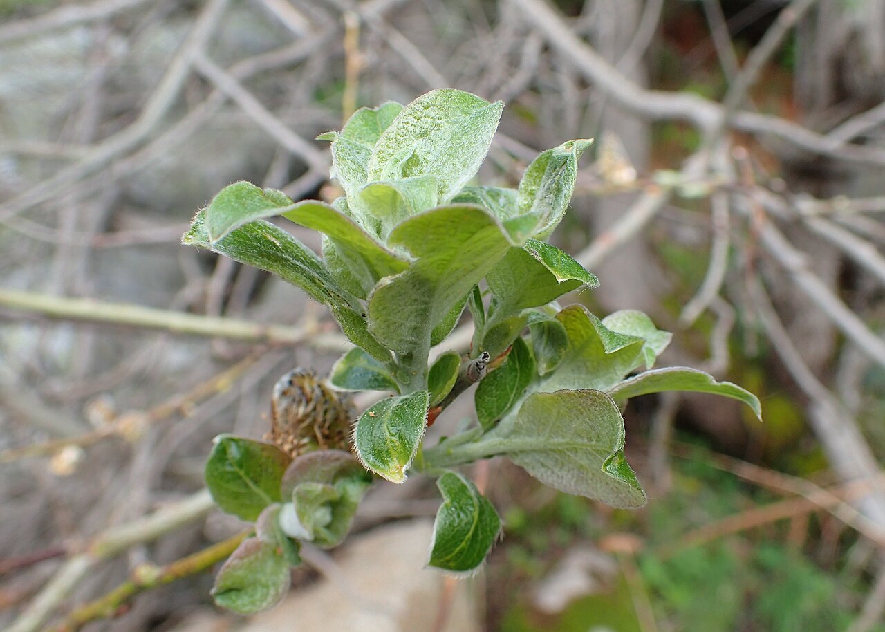 Downy willow: Salix lapponum on Vitosha Mt., Bulgaria