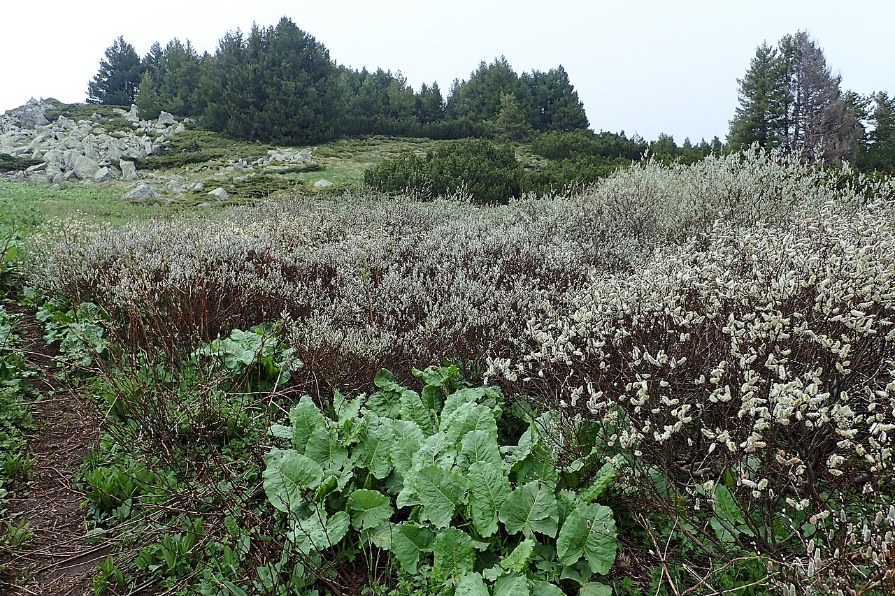 Downy willow: Salix lapponum on Vitosha Mt., Bulgaria