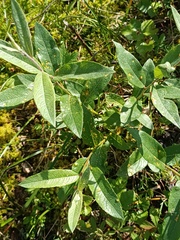 Downy willow (Salix lapponum)