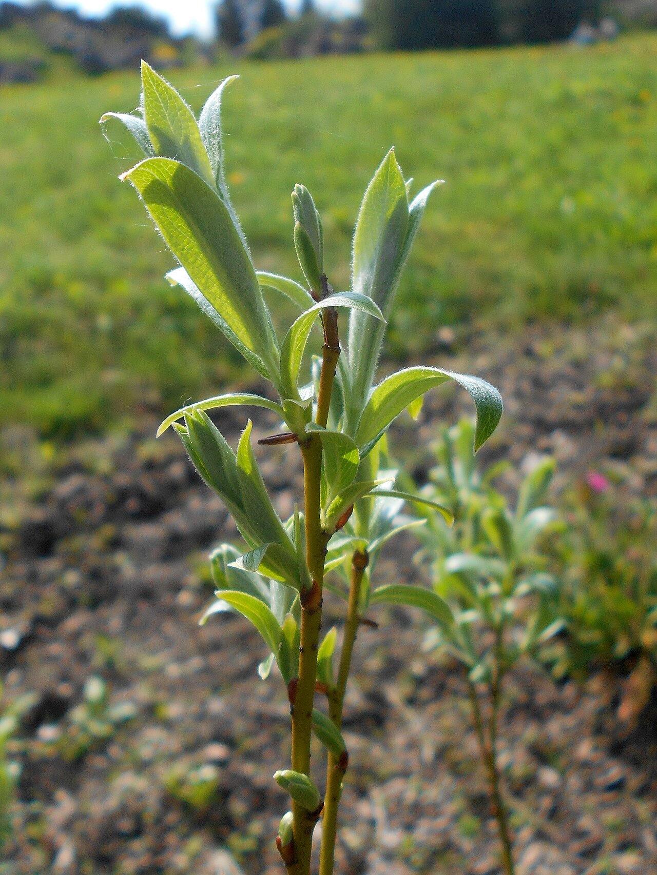 Downy willow: Wierzba lapońska ( Salix lapponum ), Ogród Botaniczny PAN w Warszawie.