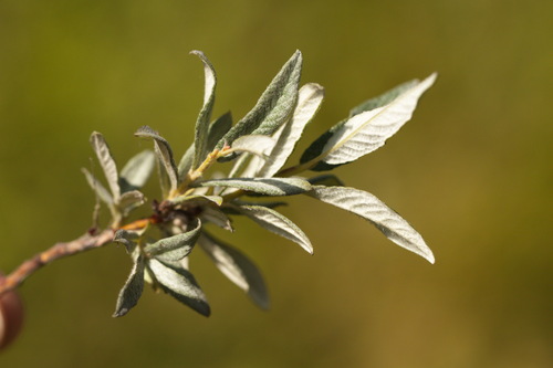 Downy willow (Salix lapponum)