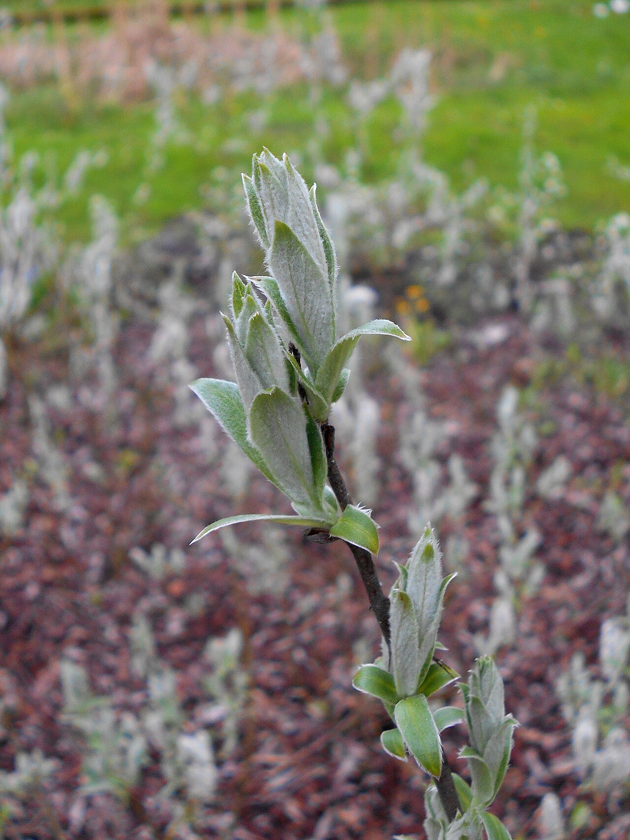 Downy willow: Wierzba lapońska ( Salix lapponum ), Ogród Botaniczny UMCS w Lublinie.