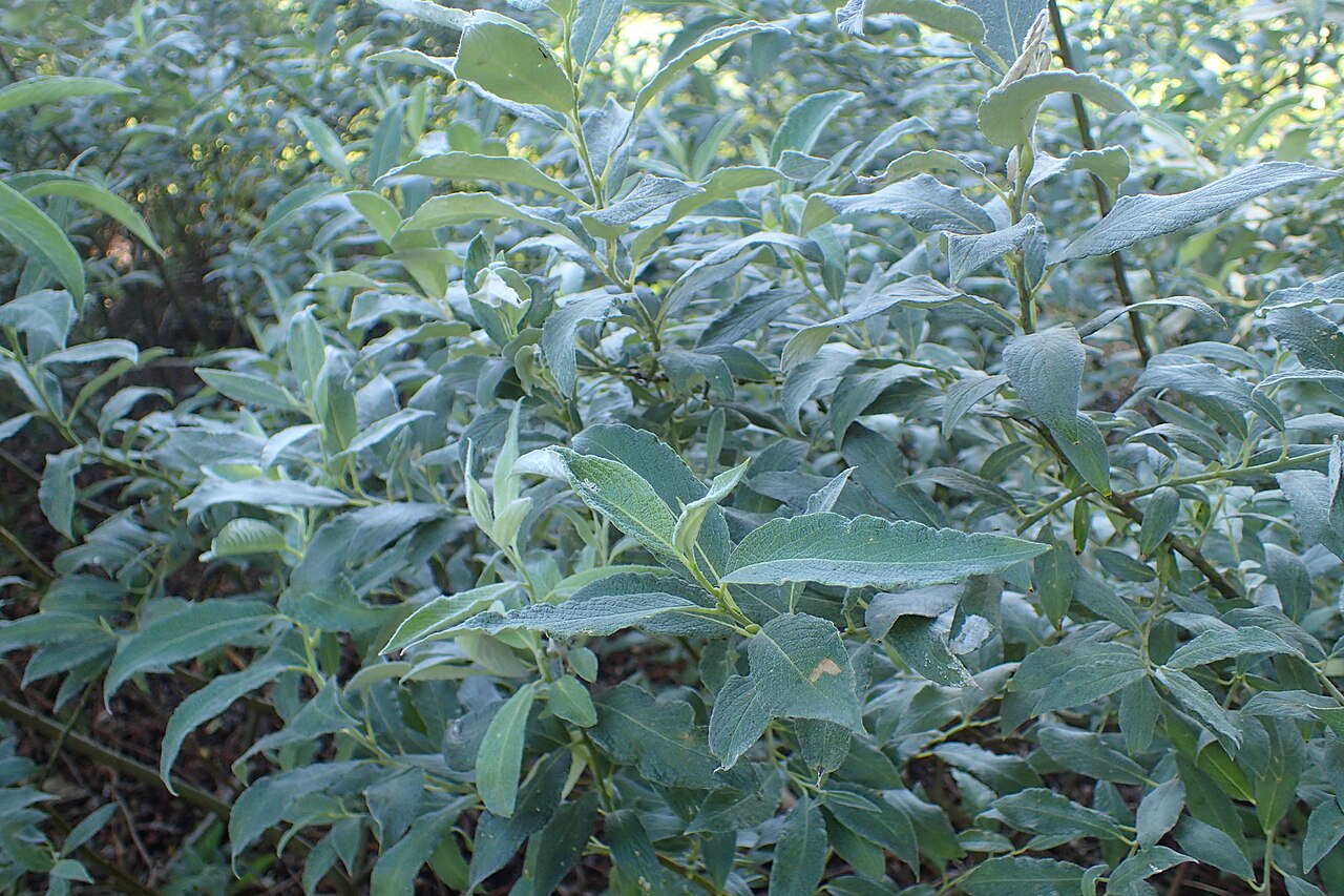 Downy willow: Salix lapponum in the UMCS Botanical Garden in Lublin