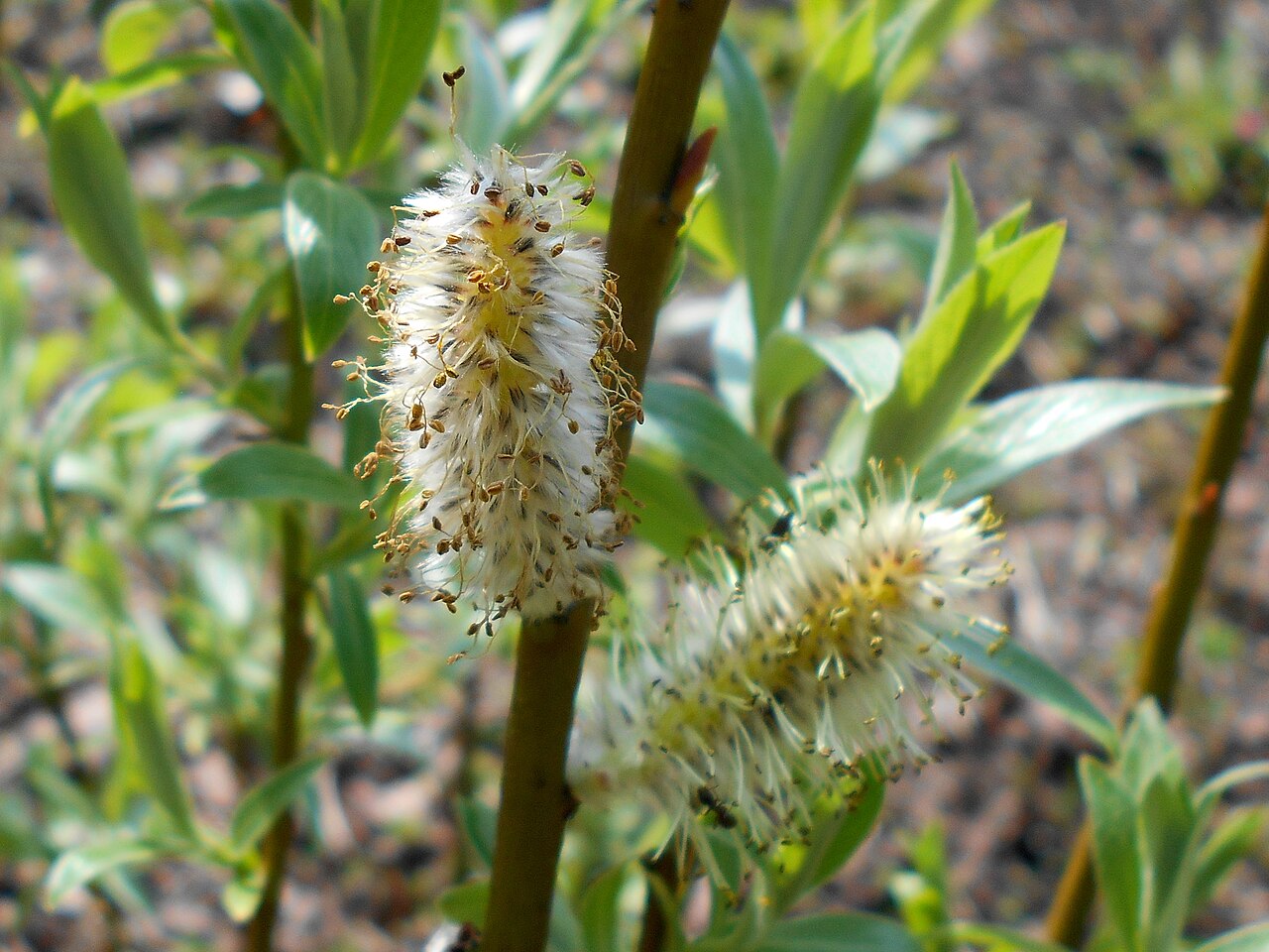 Downy willow: Wierzba lapońska ( Salix lapponum ), Ogród Botaniczny PAN w Warszawie.