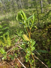 Shining willow (Salix lucida)