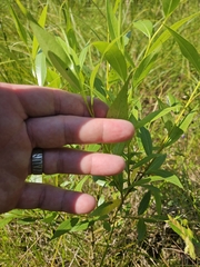 Shining willow (Salix lucida)