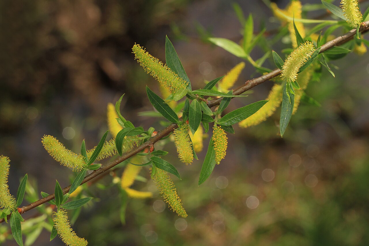Black willow: Black Willow - Salix nigra, Manassas Battlefield Park, Manassas, Virginia